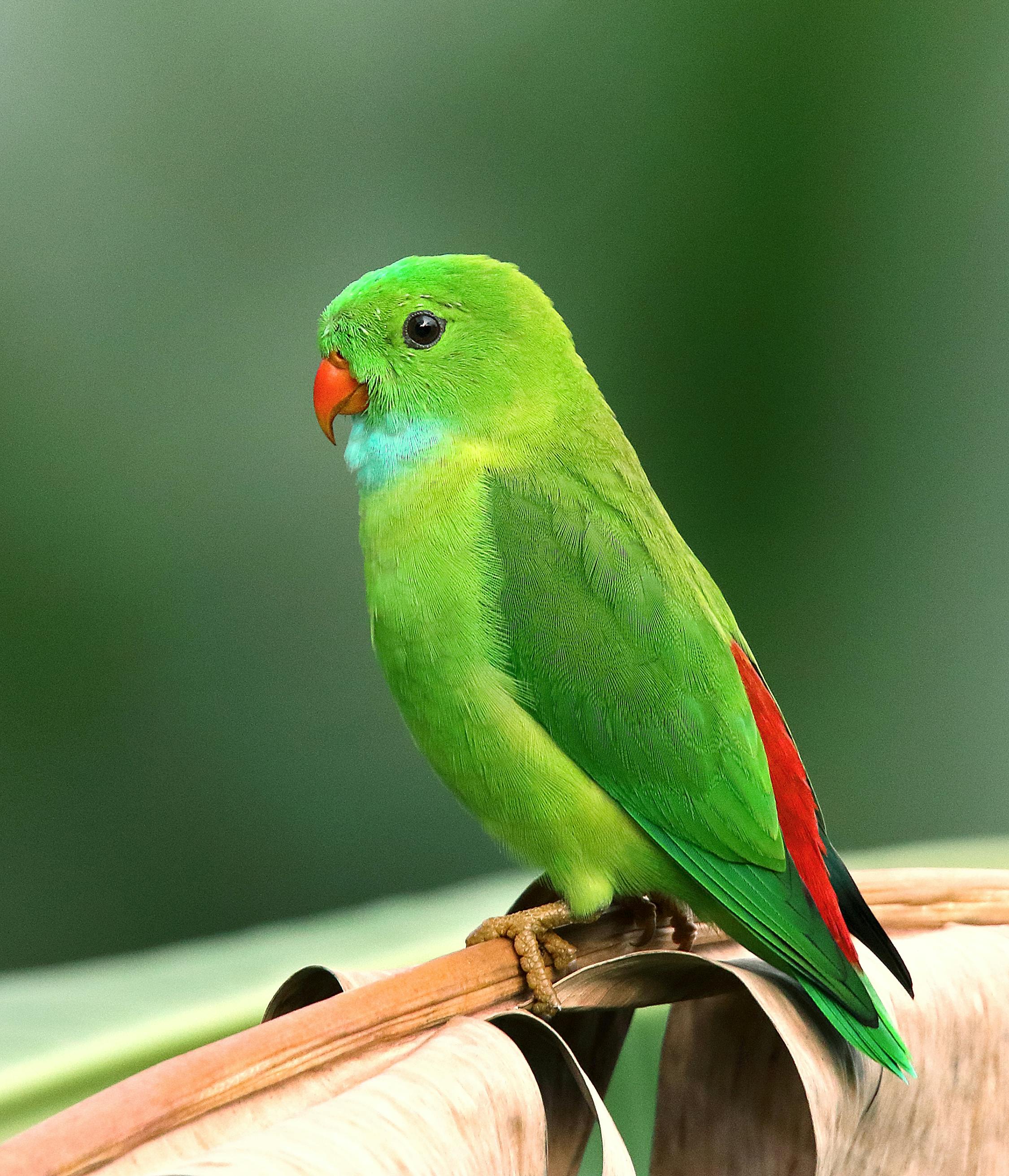 Colorful Bird