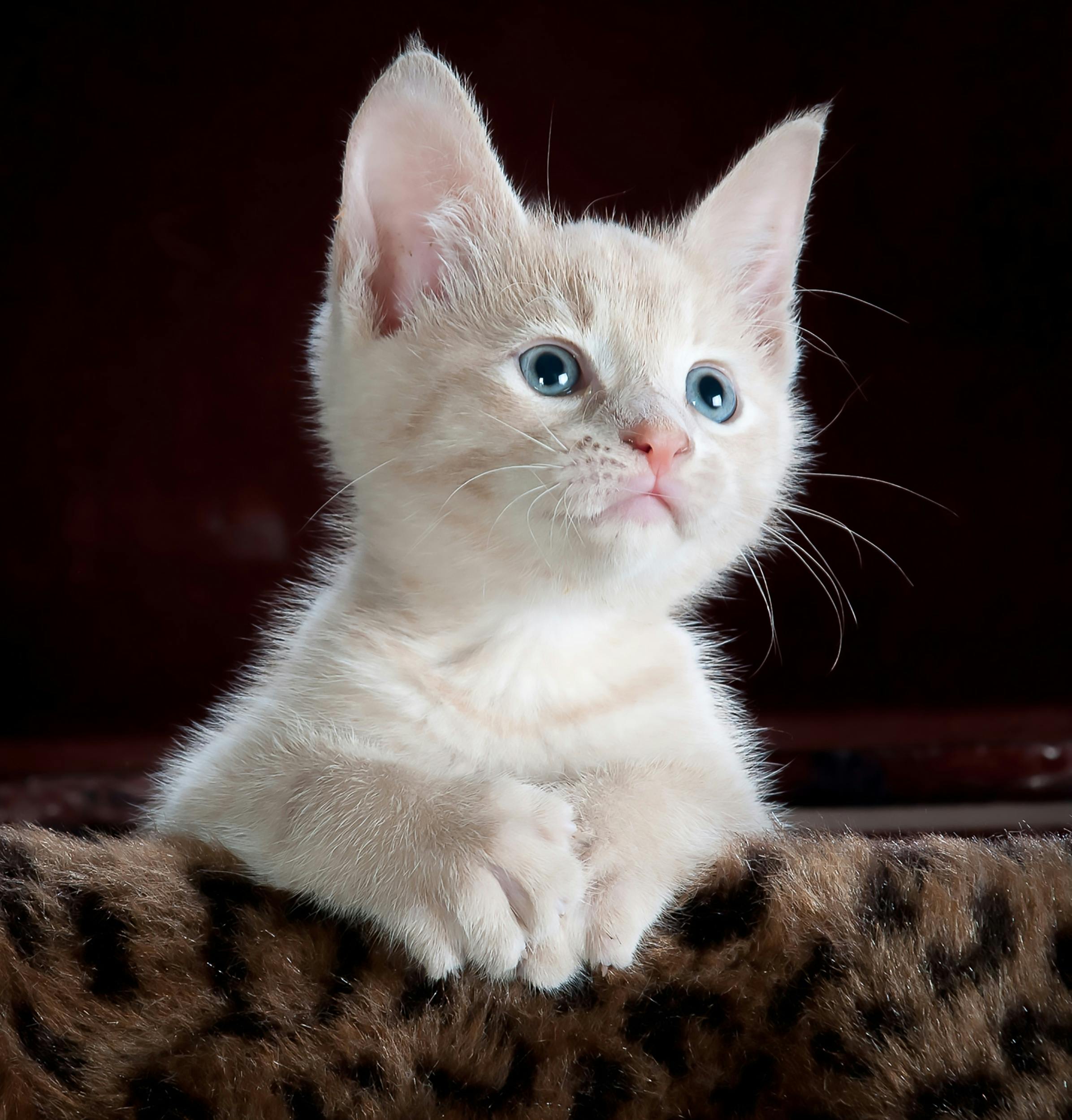 Adorable Cat