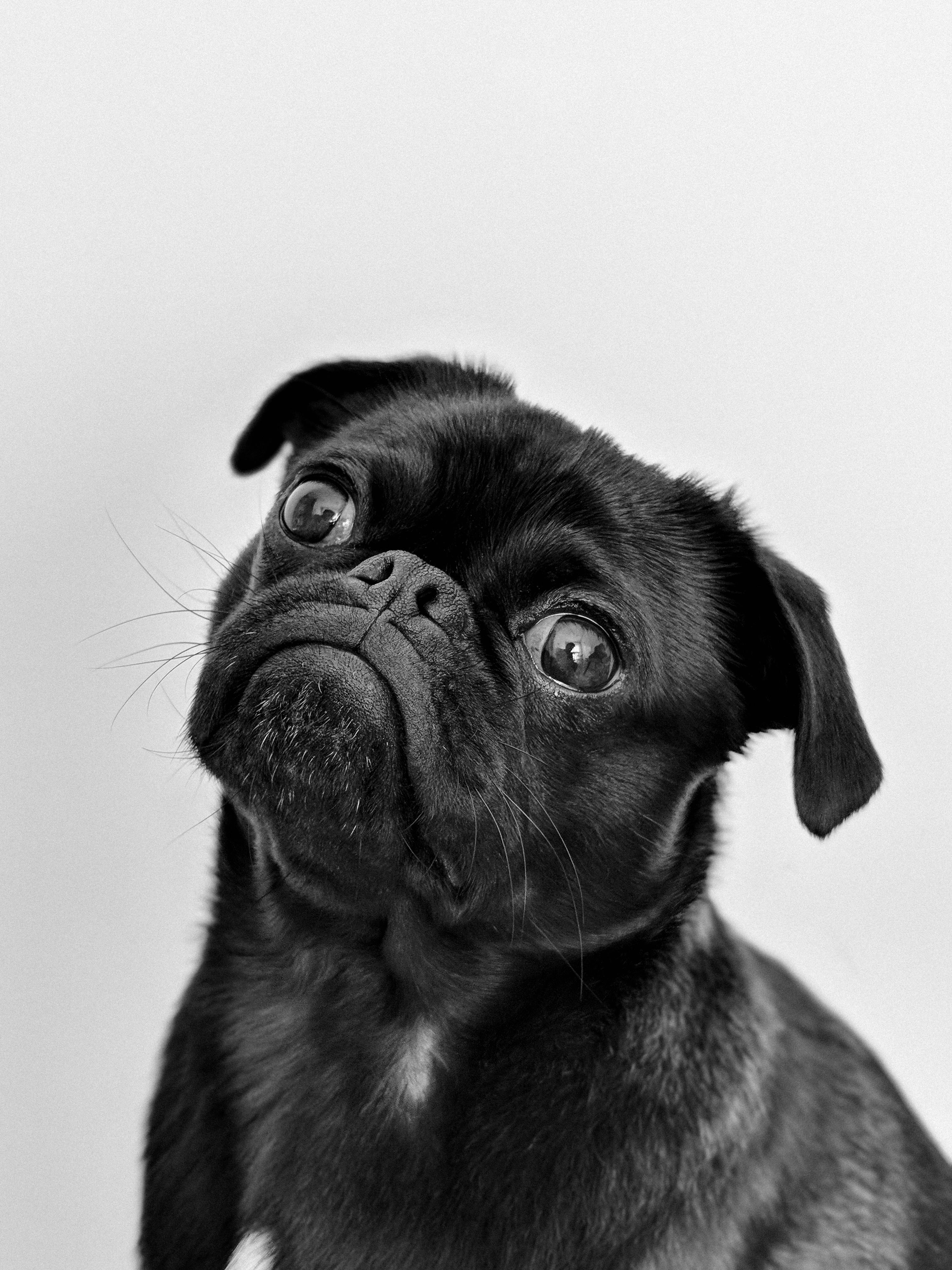 Friendly Dog