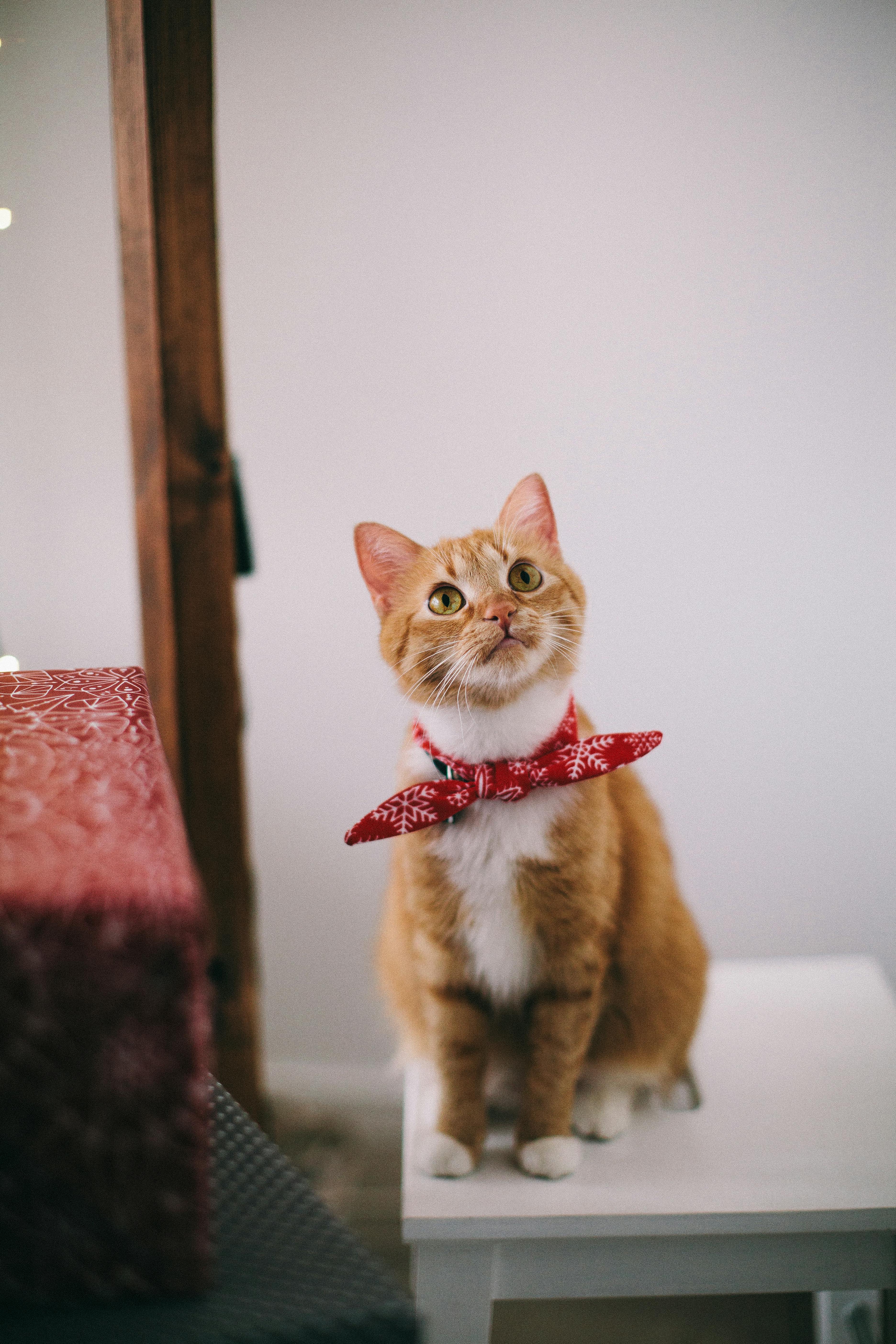 Playful Cat