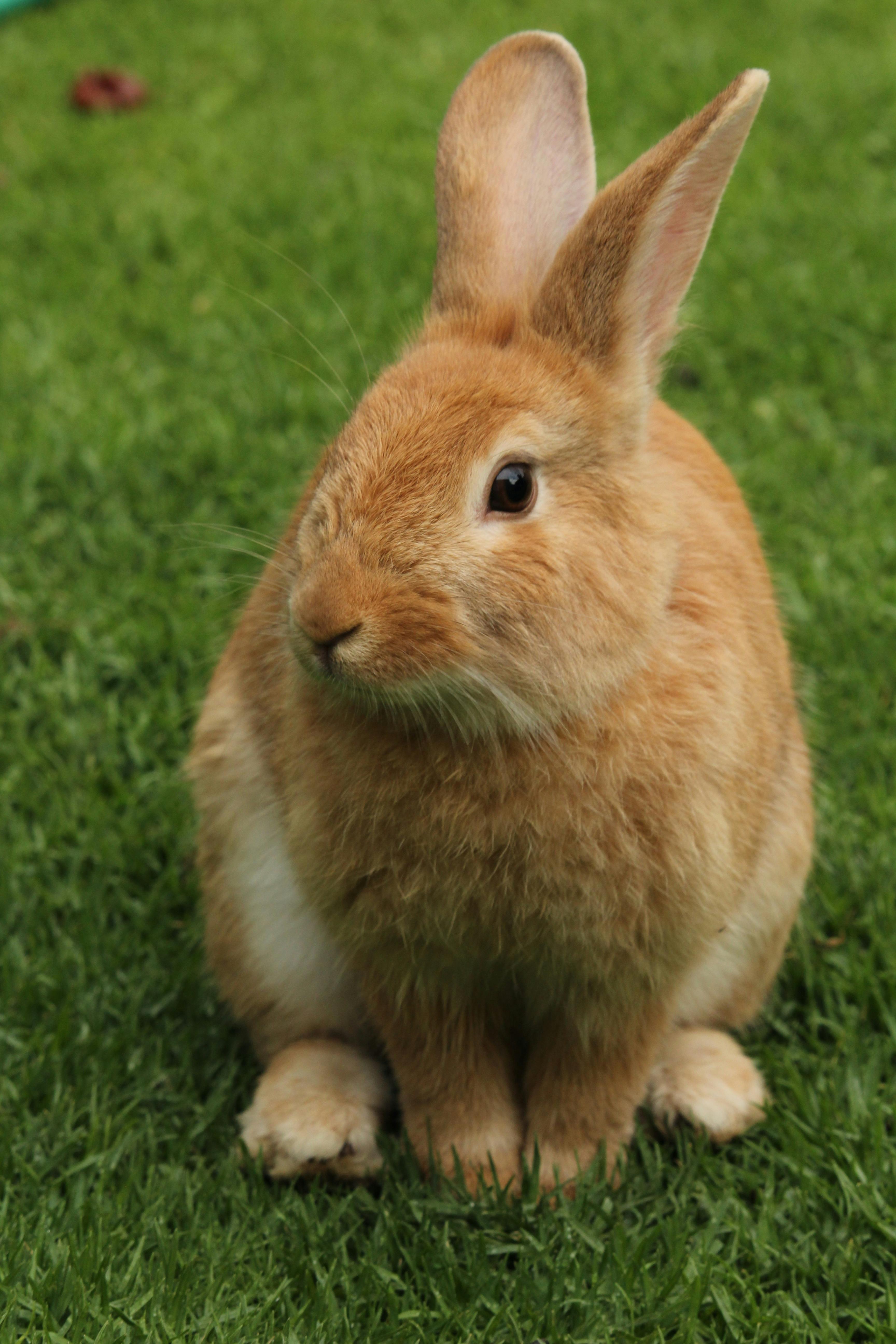 Cute Rabbit