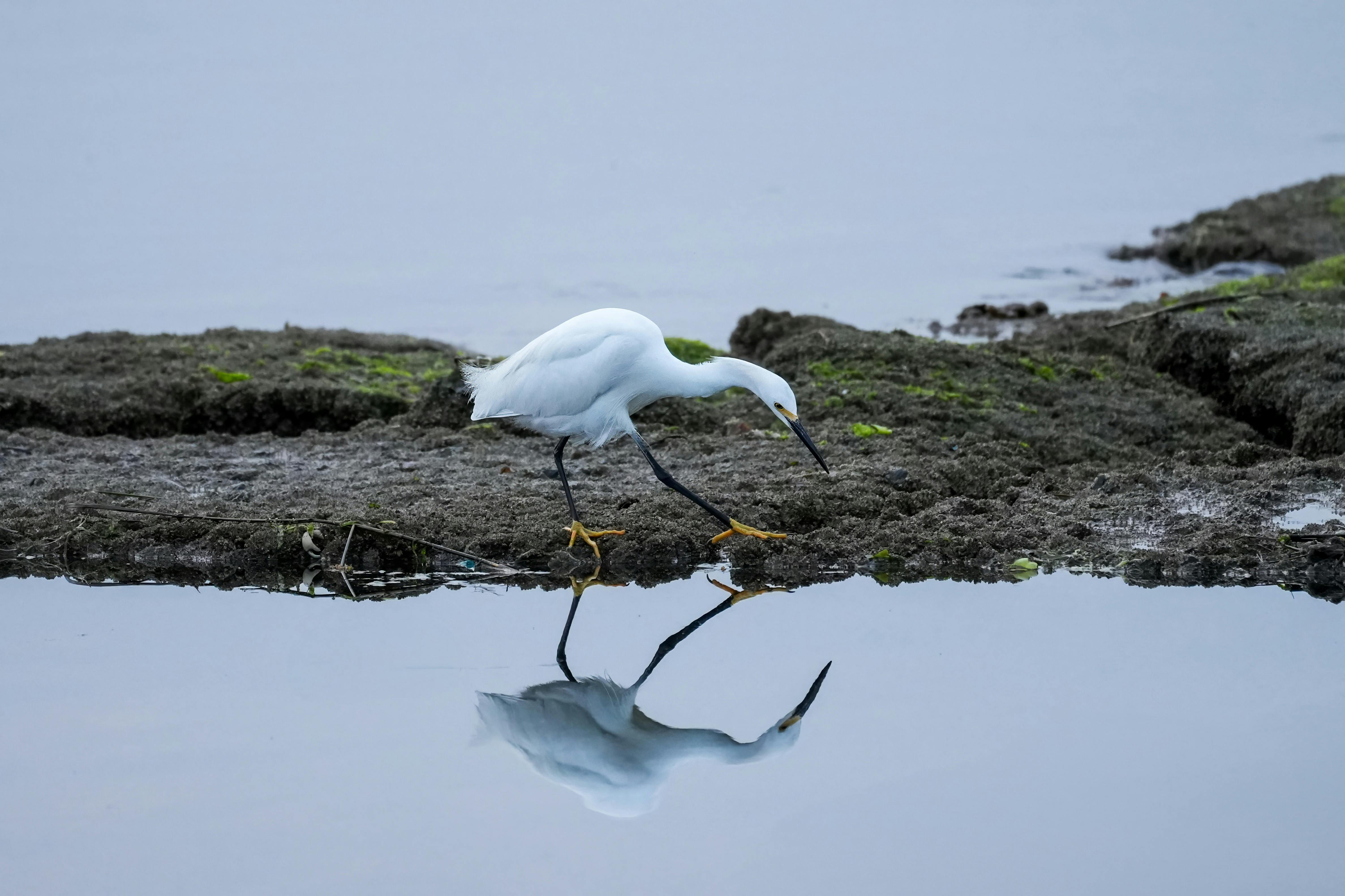 birds